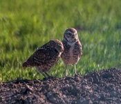 BorrowingOwls001